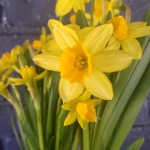 Meet your Posher, Candi